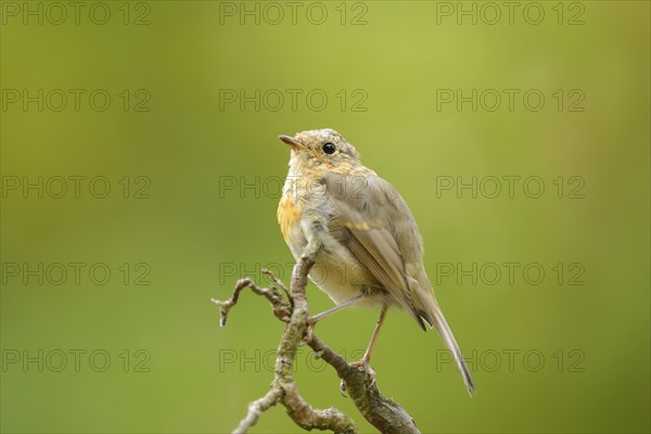 Close-up of a European Robin (Erithacus rubecula) sitting on a limb, Germany, Europe