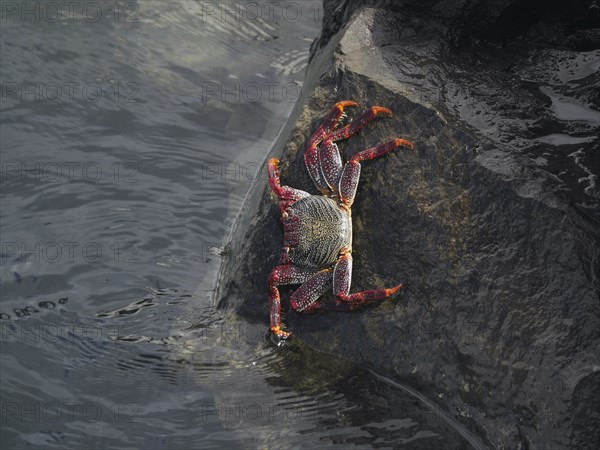 A red rock crab (Grapsus adscensionis) climbs over a wet rock at the water's edge. Puerto de