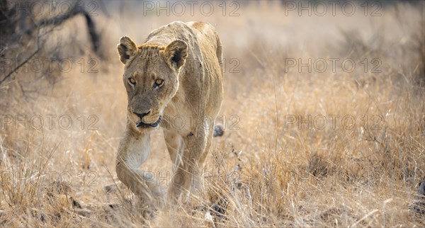 Lion (Panthera leo), adult female, walking through dry grass, African savannah, Kruger National