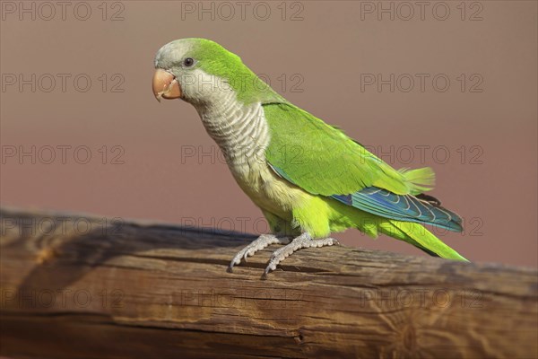 Monk parakeet (Myiopsitta monachus), Conure veuve, Cotorra argentina, Fuerteventura, Canary