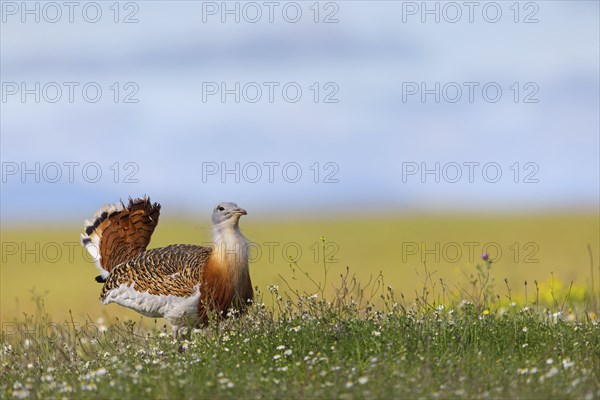 Great bustard (Otis tarda), Outarde barbue, Avutarda Comun, Spain, Toledo, Hides De Calera / Great