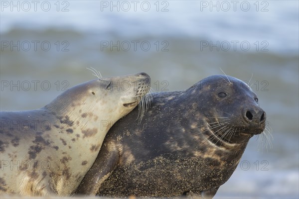 Grey seal (Halichoerus grypus) two adult animals on a seaside beach with one resting its head on