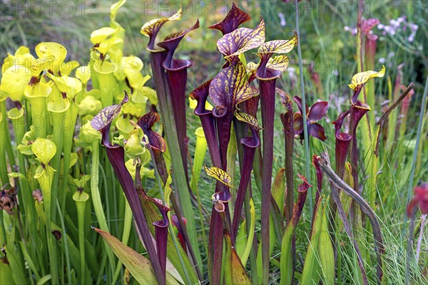 Trumpet pitchers (Sarracenia), Botanical Garden, Erlangen, Middle Franconia, Bavaria, Germany,
