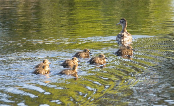 Eurasian teal (Anas crecca), female with seven chicks, swimming in a pond reflecting the green of