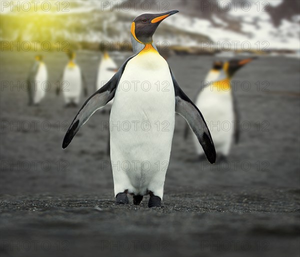 A penguin colony in Antarctica, portrait of a king penguin in the antarctic
