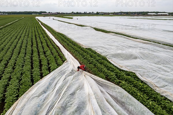 Potato field, fleece cover is removed, the fleece is intended to protect against weather