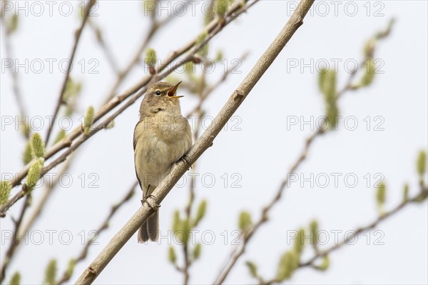 A common chiffchaff (Phylloscopus collybita) singing on a willow branch with buds, Hesse, Germany,