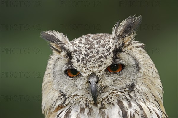 Bengal Eagle Owl or Indian Eagle Owl (Bubo bengalensis, Bubo bubo bengalensis), portrait, captive,