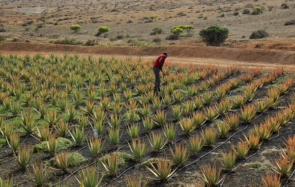 Aloe vera plants commercial cultivation, Tiscamanita, Fuerteventura, Canary Islands, Spain, Europe