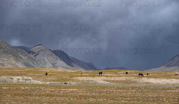 Herd of horses on a plateau, Ak Shyrak Mountains, near Kumtor, Kara-Say, Tian Shan, Kyrgyzstan,