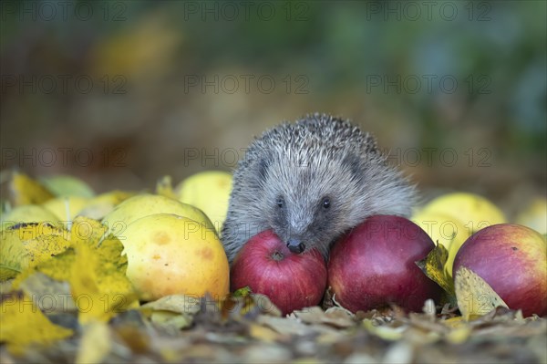 European hedgehog (Erinaceus europaeus) adult animal walking over fallen apples in a garden in the