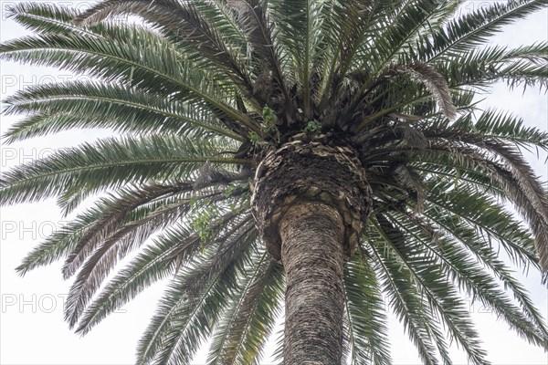 Canary Island date palm (Phoenix canariensis), Lanzarote, Canary Islands, Spain, Europe