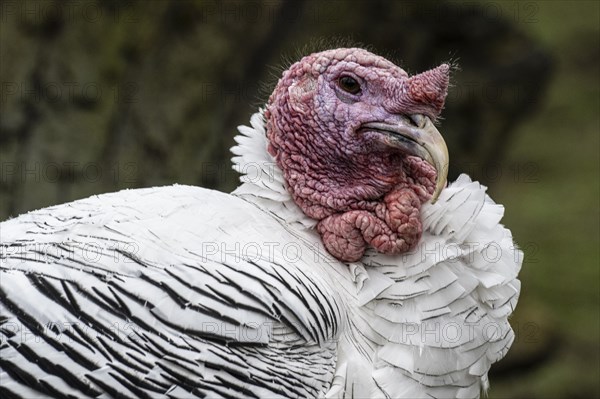 Cröllwitz turkeys (Meleagris gallopavo f. domestica), portrait, Nordhorn Zoo, Lower Saxony,