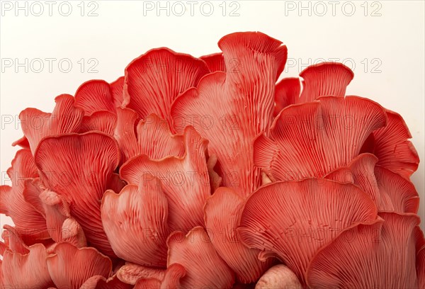 Pink oyster mushroom, bunch, close-up, raw, no people