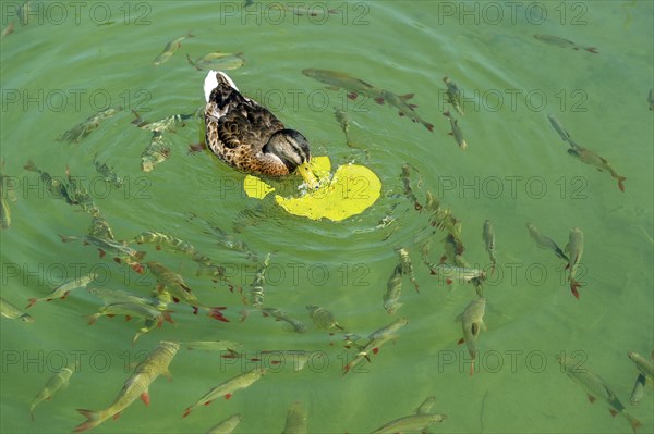 Female mallard (Anas platyrhynchos) eating the leaf of a European white water lily (Nymphaea alba),