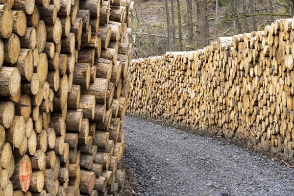 Felled, stacked spruce trunks, forest dieback in the Arnsberg Forest nature park Park, over 70 per