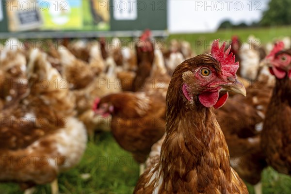 Chickens in a meadow, mobile housing, free-range chickens, free-range eggs, north of