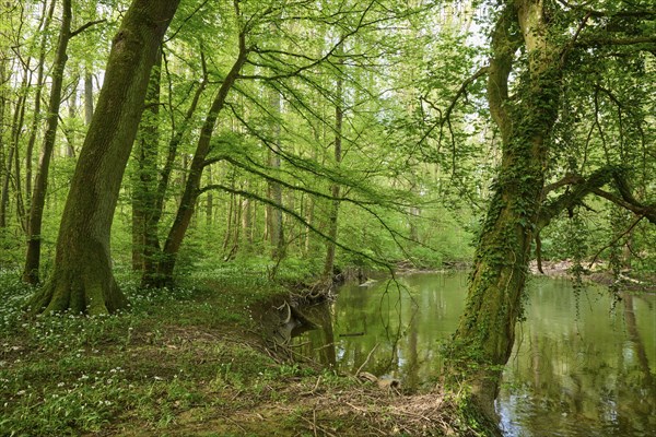 Light-flooded forest with river Kinzig, green leaves and blooming wild garlic on the forest floor