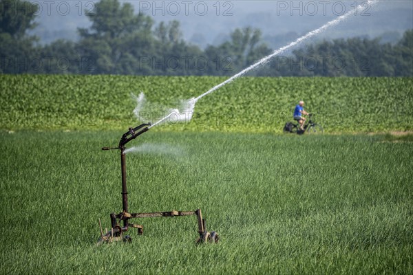 A field with onions is artificially irrigated, water is sprayed onto the field via a sprinkler