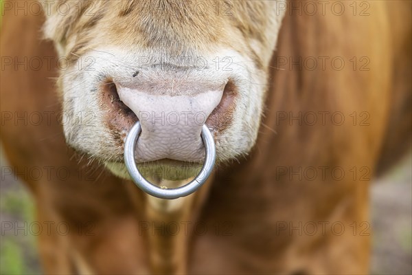Cattle of the Limpurger breed on a pasture. Nose ring. Farm of the Hohrainhof state domain,