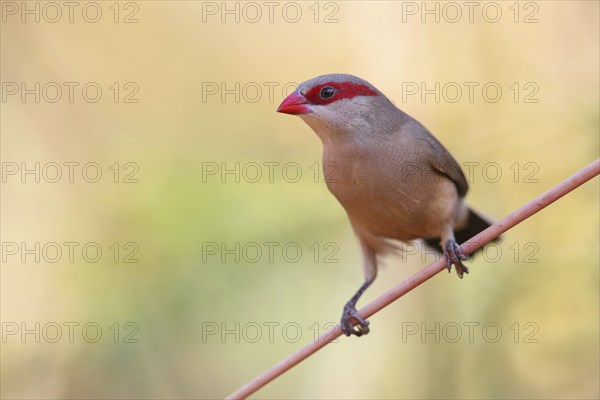 Black-rumped waxbill (Estrilda troglodytes), Grey Astrilda, family of the magnificent finches,