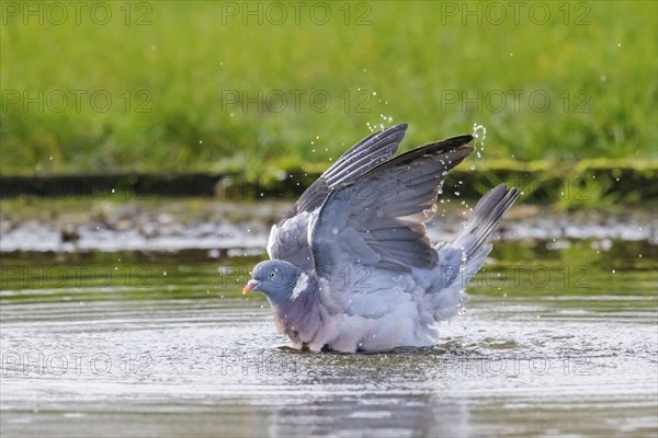 Common wood pigeon (Columba palumbus) bathing in water of pond