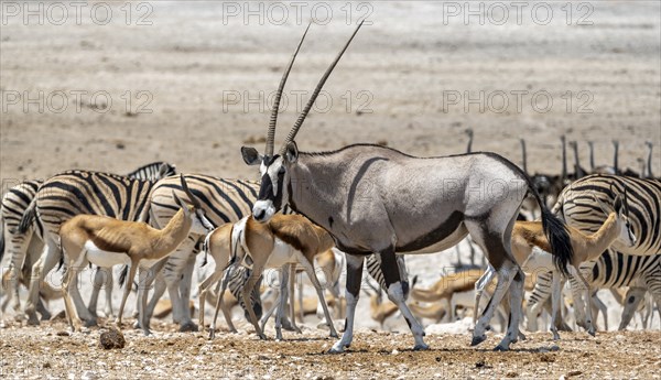 Gemsbok (Oryx gazella) with herds of springbok (Antidorcas marsupialis) and plains zebra (Equus