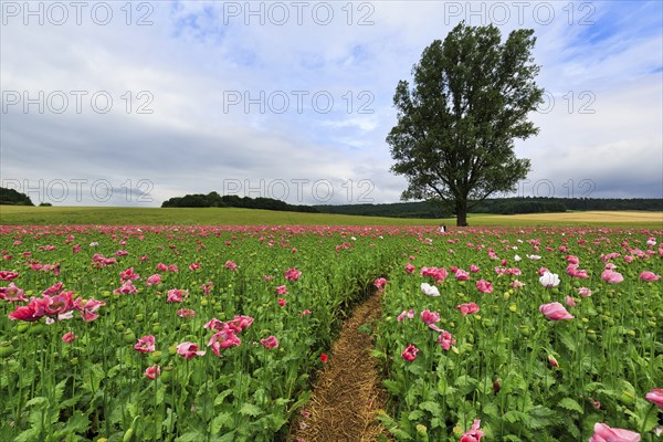 Hiking trail in an opium poppy (Papaver somniferum), solitary tree in a poppy field, pink flowers