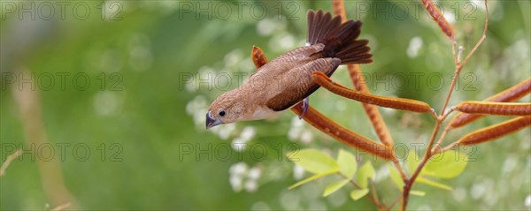 African Silverbill, (Lonchura cantans), on perch, Ayn Tobroq and Ayn Athum junction, Salalah,