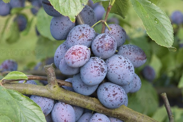 Plum (Prunus domestica 'Hanita'), Bundessortenamt Prüfstelle Marquardt, Marquardt, 81