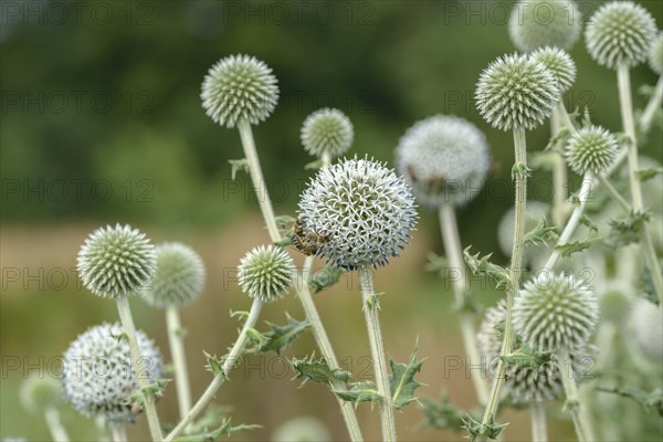Spherical thistle (Echinops sphaerocephalus), Sarastro Stauden, Ort im Innkreis, Upper Austria,