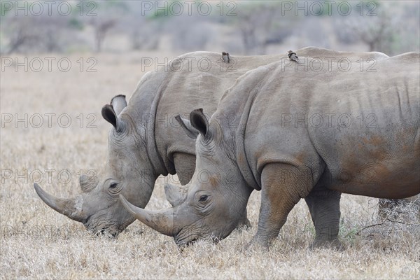 Southern white rhinoceroses (Ceratotherium simum simum), two adult males feeding on dry grass, with