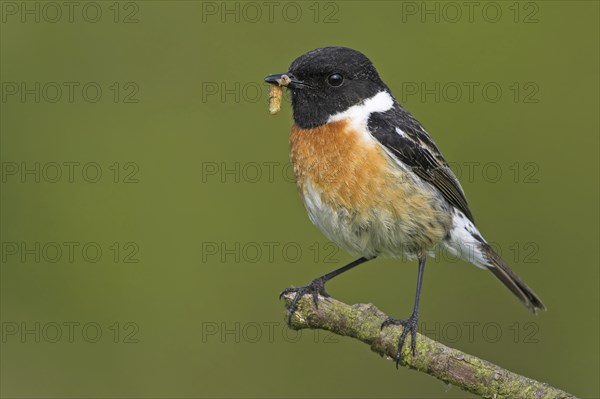 Stonechat, (Saxicola torquata), foraging, male, Bad Dürkheim district, Eich, Rhineland-Palatinate,