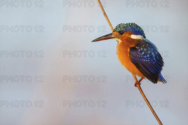 Crested Kingfisher, Corythohrnis cristatus, (Alcedo cristata), Kingfisher family, Malachite