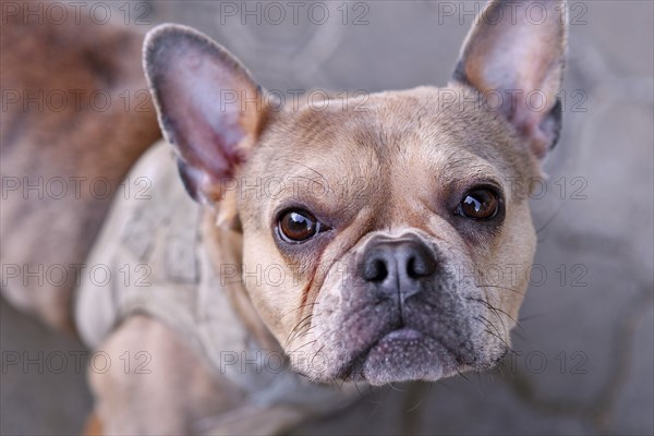 Portrait of Blue Red Sable Maskless French Bulldog dog