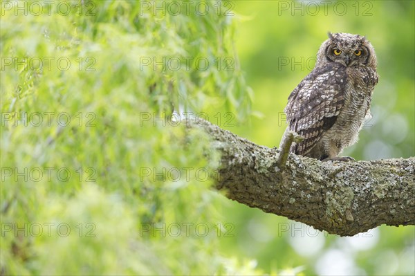 Spotted eagle-owl (Bubo africanus), Grand-duc africain, Wakkerstrom surroundings, Wakkerstrom,