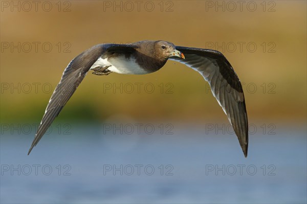 Hemprich's Gull, (Larus hemprichii), medium sized, rusty brown, flight photo, Raysut, Salalah,