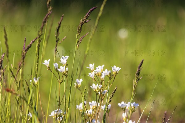 Flowering Meadow saxifrage (Saxifraga granulata) on a flower meadow in the summer