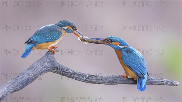Common kingfisher (Alcedo atthis) Indicator of clean watercourses, courtship feeding, pair