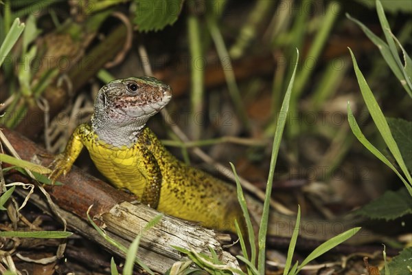 Green lizard, Lacerta viridis, European green lizard