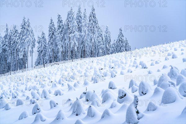 Fir tree protection, winter in Sauerland, Hochsauerlandkreis, at Kahler Asten, near Winterberg, few