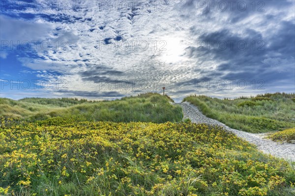 North Sea, Spiekeroog Island, autumn, dune landscape in the west of the island, dune crossing, East