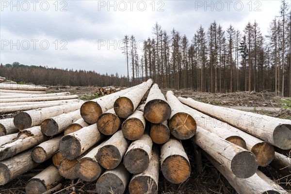 Forest dieback in the Arnsberg Forest nature park Park, over 70 per cent of the spruce trees are
