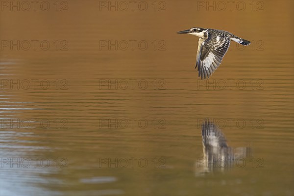 Pied kingfisher (Ceryle rudis), Alcyon pie, MartÜn Pescador PÜo, Marakissa River Camp