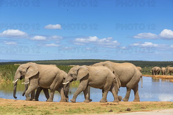 African elephant, (Loxodonta african), Addo Elephant National Park, Addo Camp, Western Cape, South