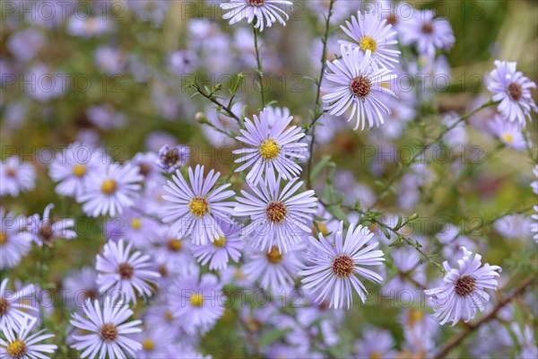 Smooth aster (Aster laevis 'Blauschleier'), Anhalt University of Applied Sciences, Bernburg,
