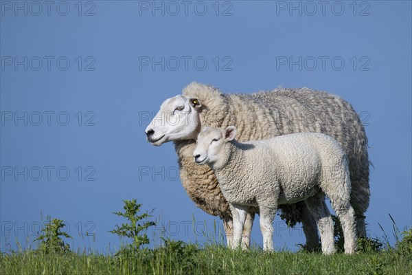 Ewe with lamb on the dyke, Hauke-Haien-Koog, North Frisia, Schleswig-Holstein, Germany, Europe