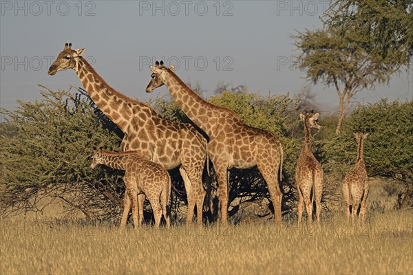 A herd of giraffes (Giraffa camelopardalis giraffa) in the early morning light, Okapuka Ranch,