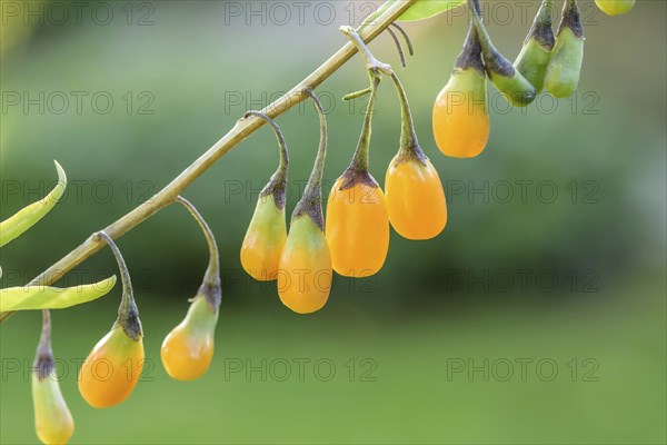 Goji berry (Lycium barbarum AMBER SWEET), BS SÃ¤mann, Federal Republic of Germany
