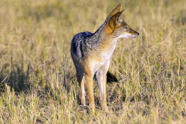 Africa, Botswana, Black-backed Jackal, (Canis mesomelis), Botswana, Botswana, Africa